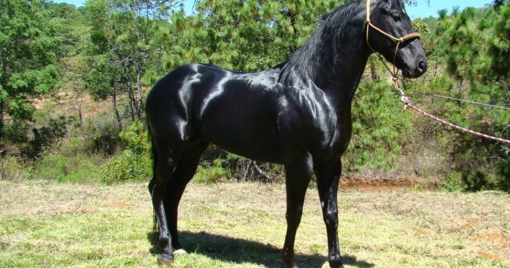 LAS AVENTURAS DEL CAPULÍN CABALLO PRIETO AZABACHE