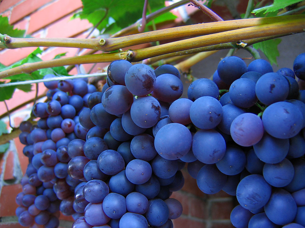 Shiraz Grapes