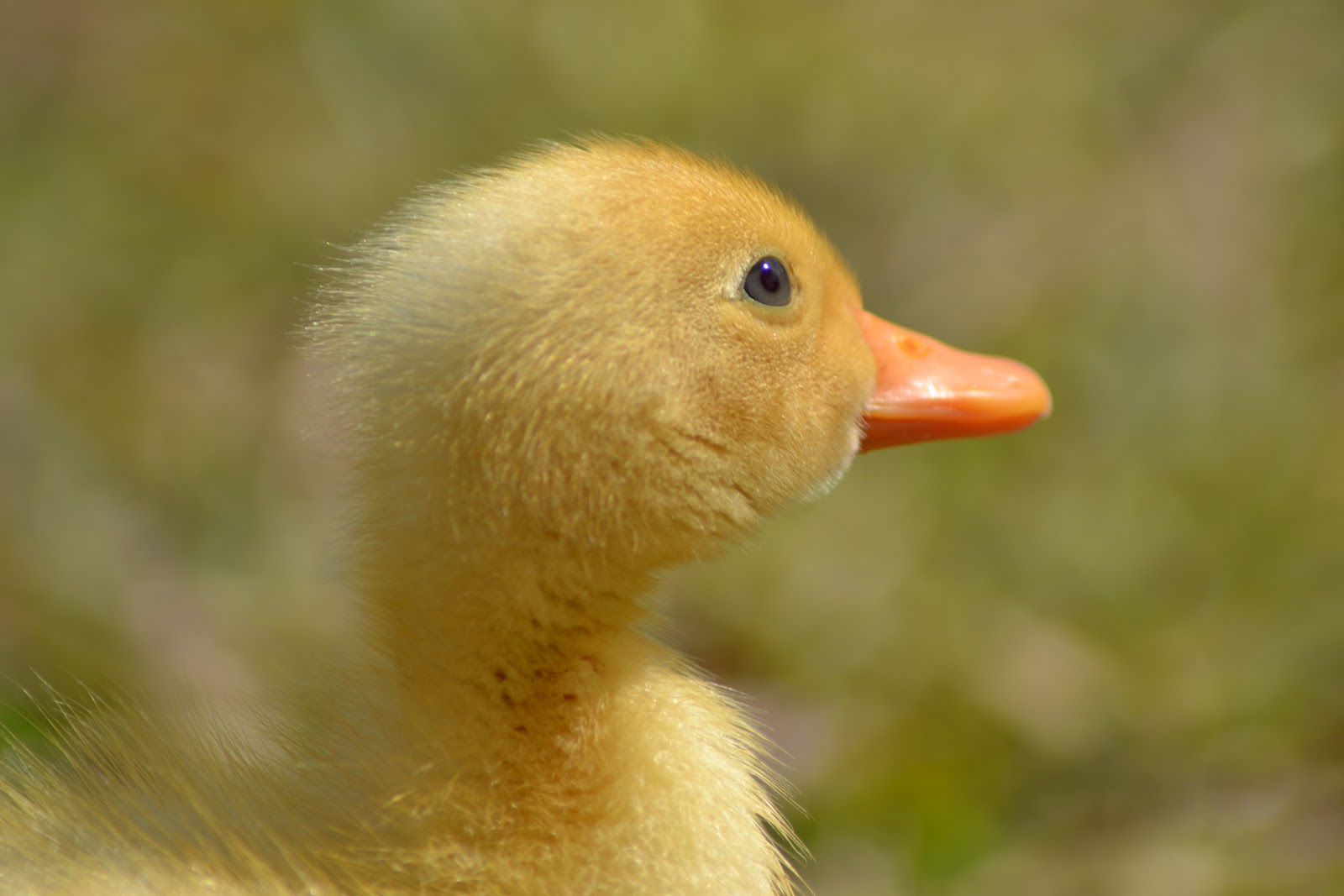 TheA+ Photography Fluffy Duck