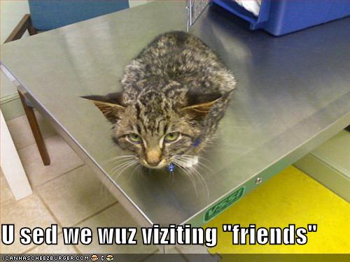 funny cats with sayings. funny cats with sayings. funny