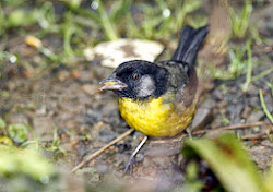 SANTA MARTA BRUSH FINCH