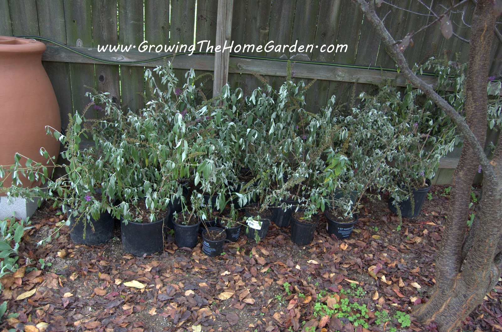 20 Butterfly Bushes - Growing The Home Garden