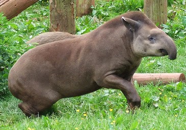 tapirs wildlife facts photographs