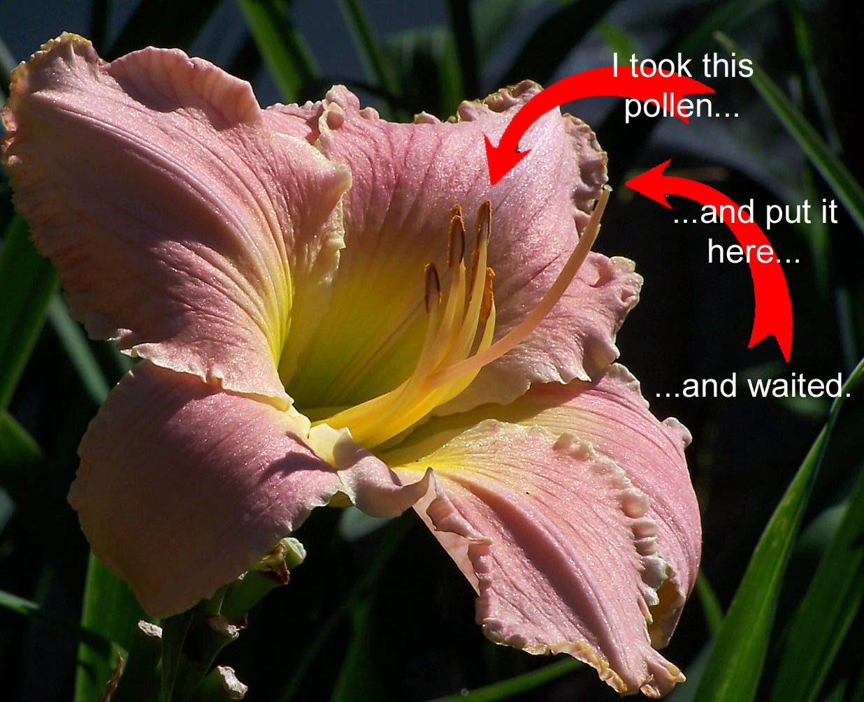 Xxx Flower Xxx Flower