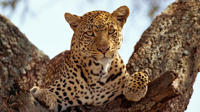 Nature Wallpaper Look Sweet Wallpaper