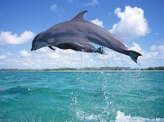 Save Japan Dolphins