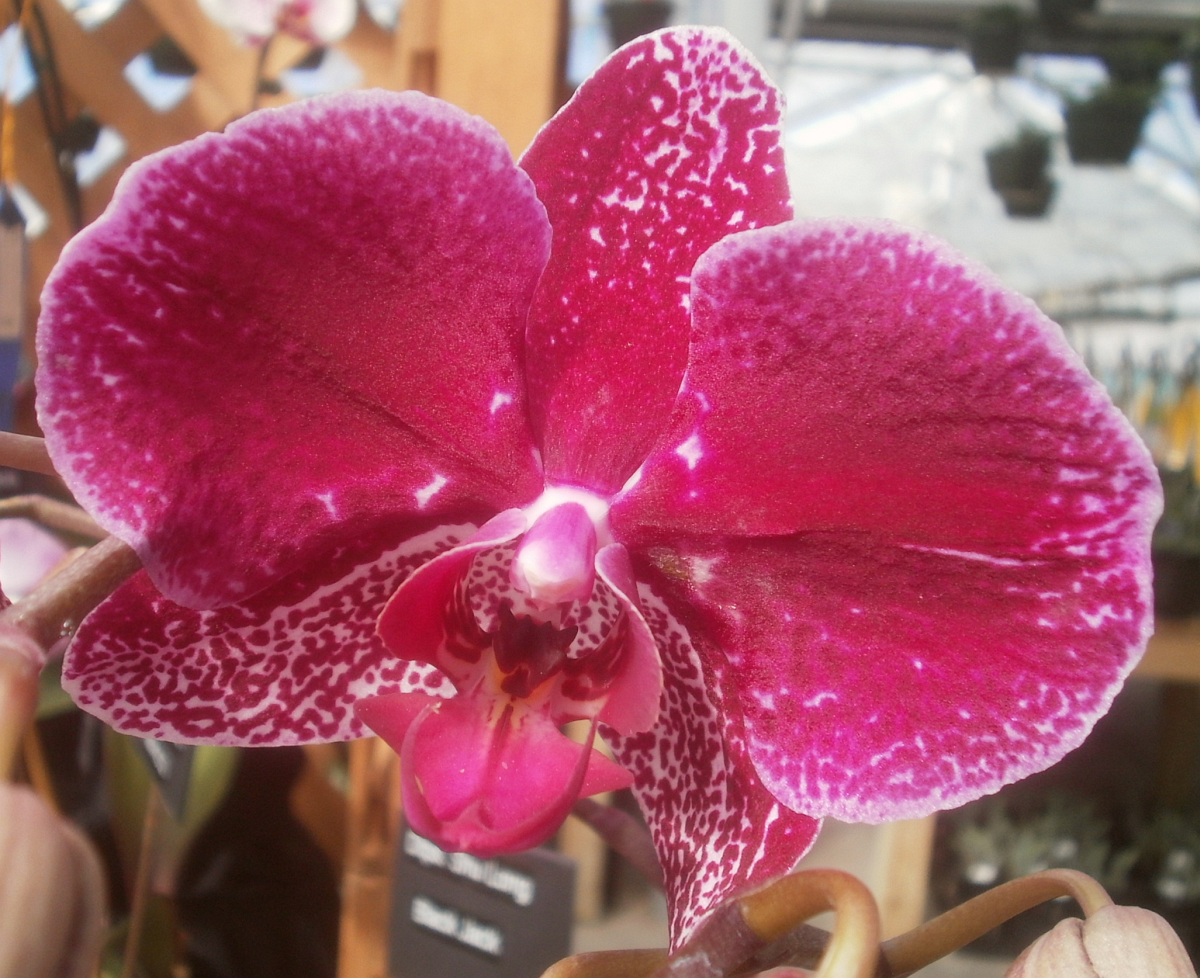 Blackjack orchid