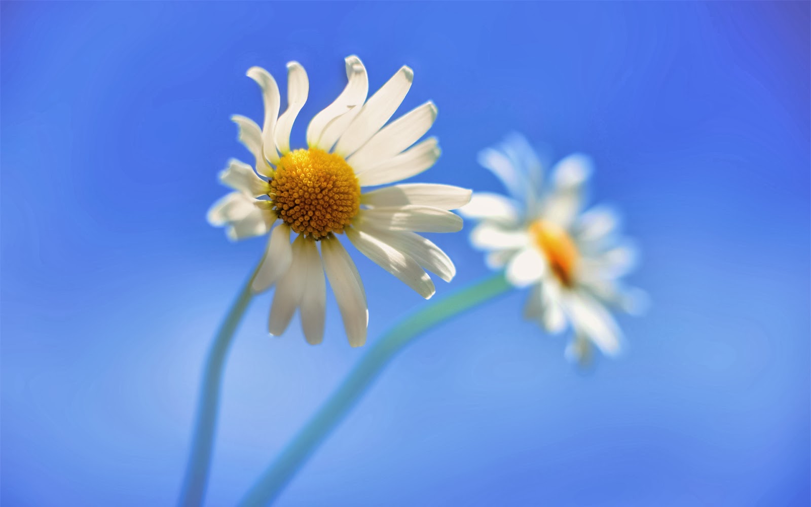 new-hd-flowers-wallpaper-and-desktop-background new-hd-flowers-wallpaper-and-desktop-background