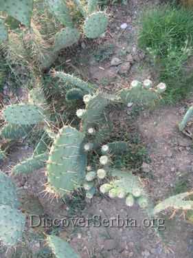 Cactus Pictures