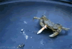smoking crab gif