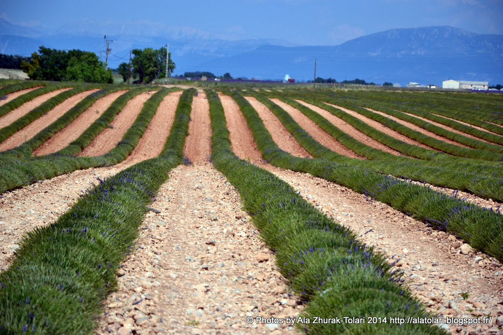 Plateau Valensole.Peignes de lavande. piegne de lavande