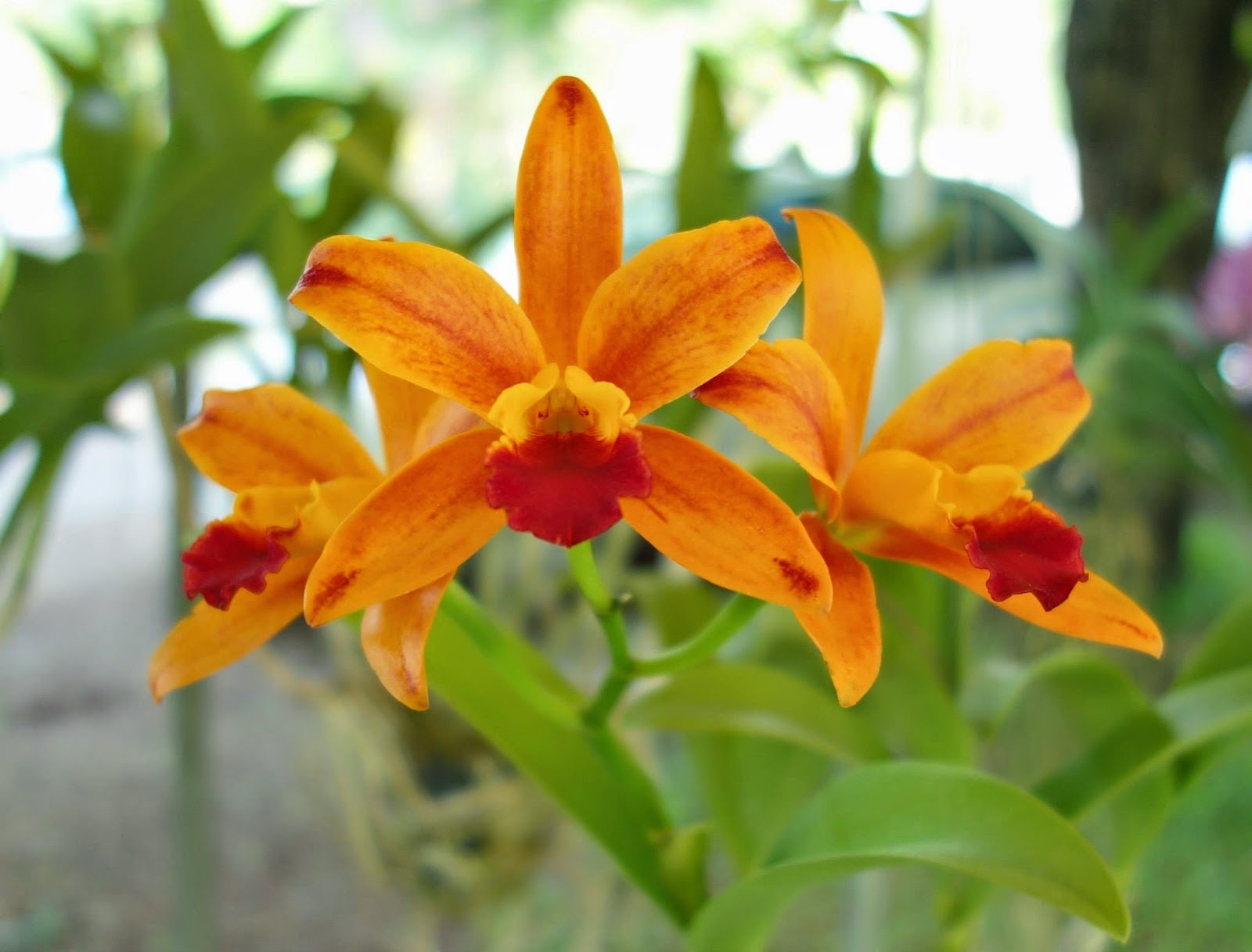 Orchids Flowers Pictures Bulbophyllum Vanda Cattleya Cymbidium