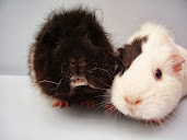 #11 Guinea Pigs Wallpaper