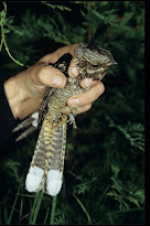 REPORT ON NIGHTJARS IN WELSH FORESTS