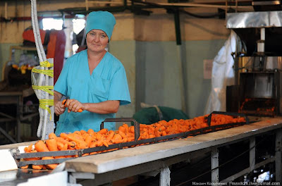 proses mengetin sayur5