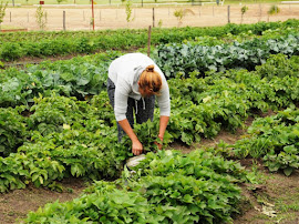 DÍA DEL HORTICULTOR FUE ESTABLECIDO POR LA (UNESCO) EN TODO EL MUNDO 17 de Mayo