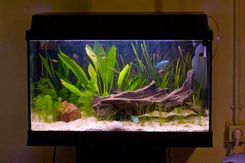 akvaryum habitat
