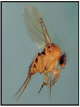 Prime Pest Solutions Phorid Flies By Brian Boozer