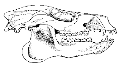 Pleuraspidotherium skull