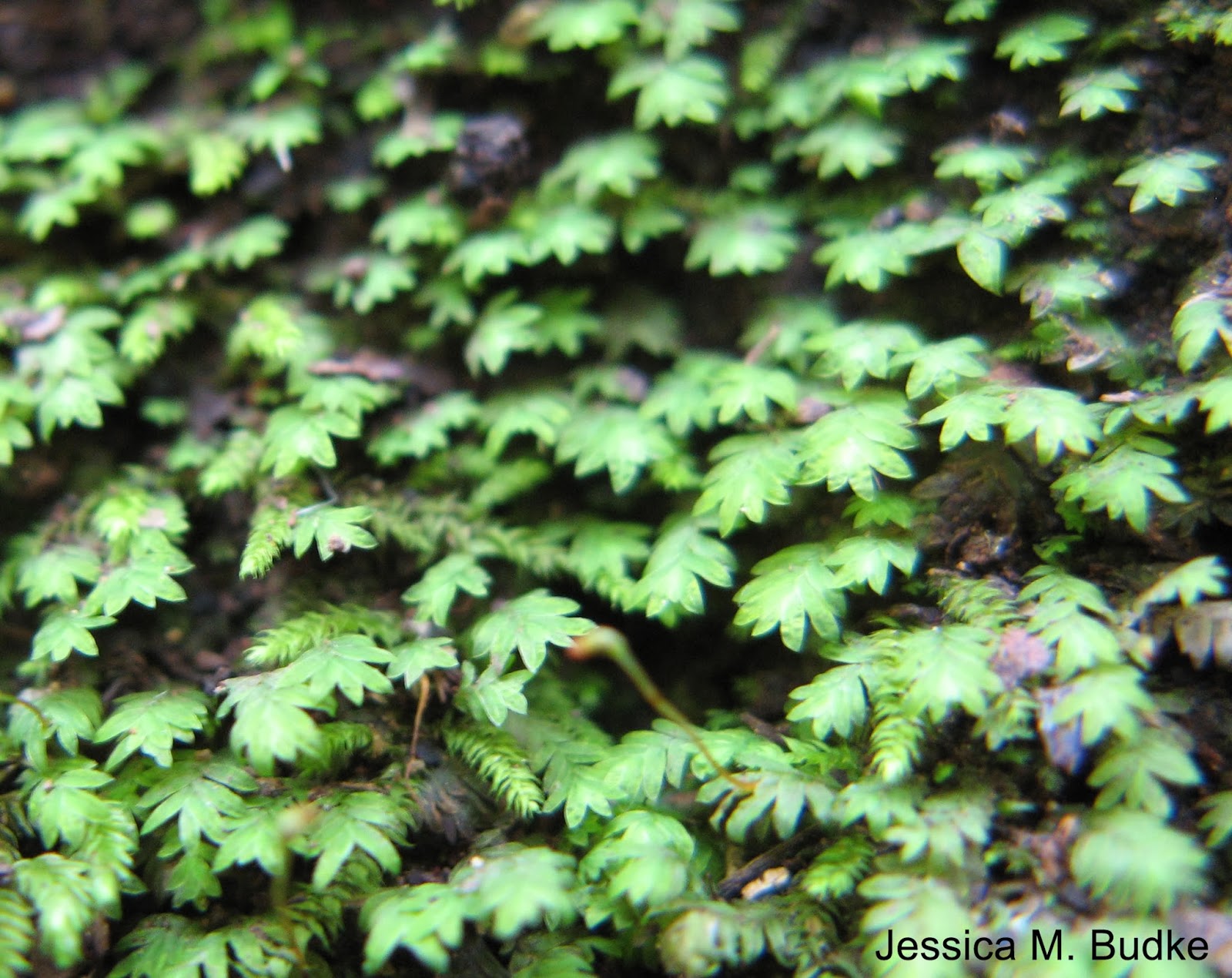 Moss Plants and More November 2013