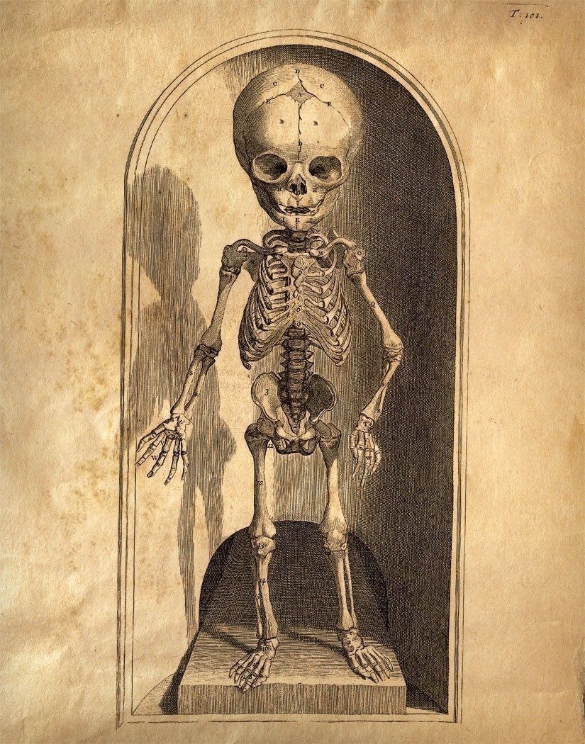 she's alice grey: vintage anatomy