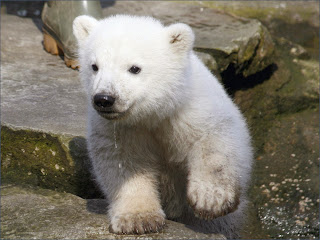 Baby polar bear wallpapers