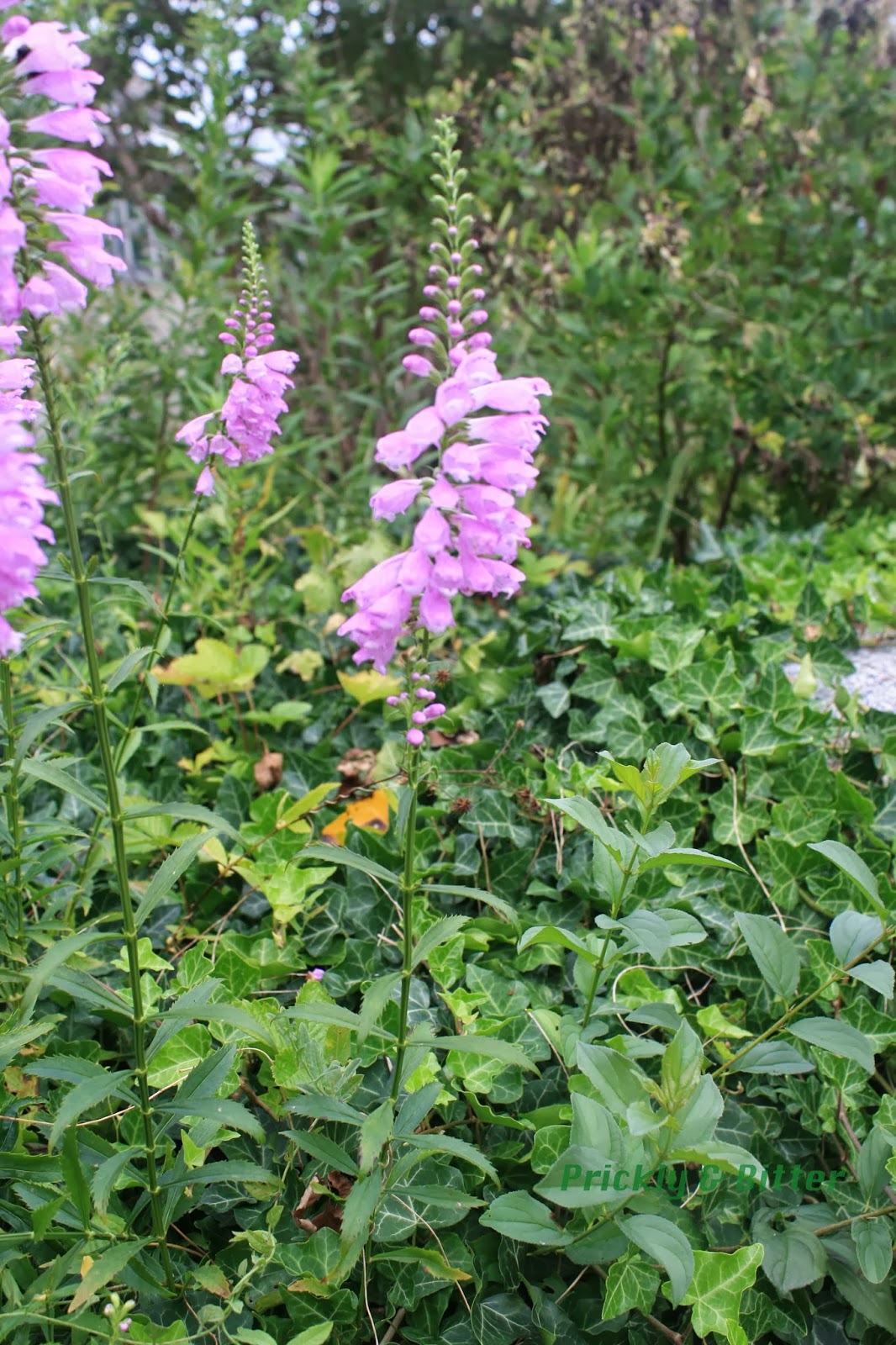 Prickly and Bitter You put your left flower in, you take your left