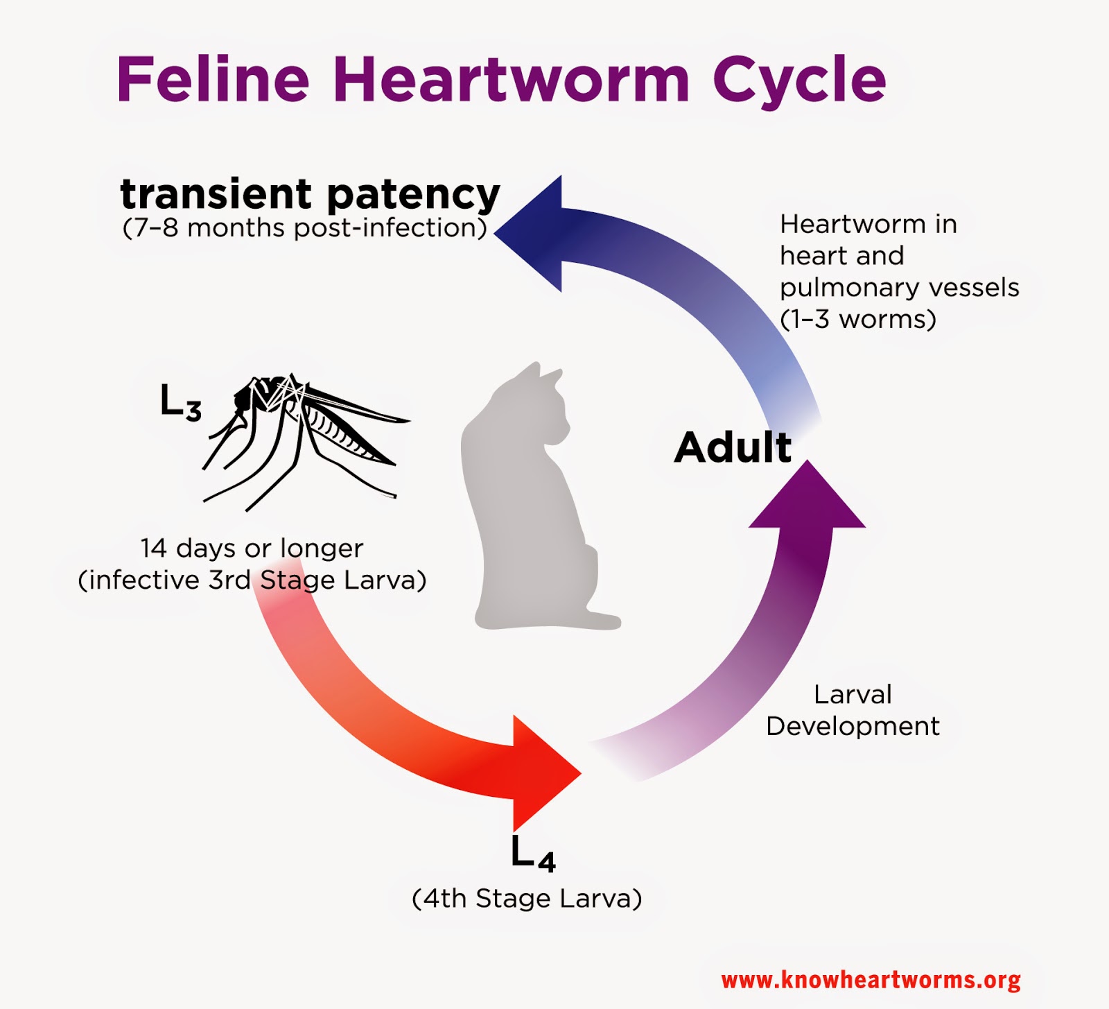 cycle of a cat diagram exclusively cats veterinary hospital heartworm cycle of a cat diagram exclusively cats veterinary hospital heartworm