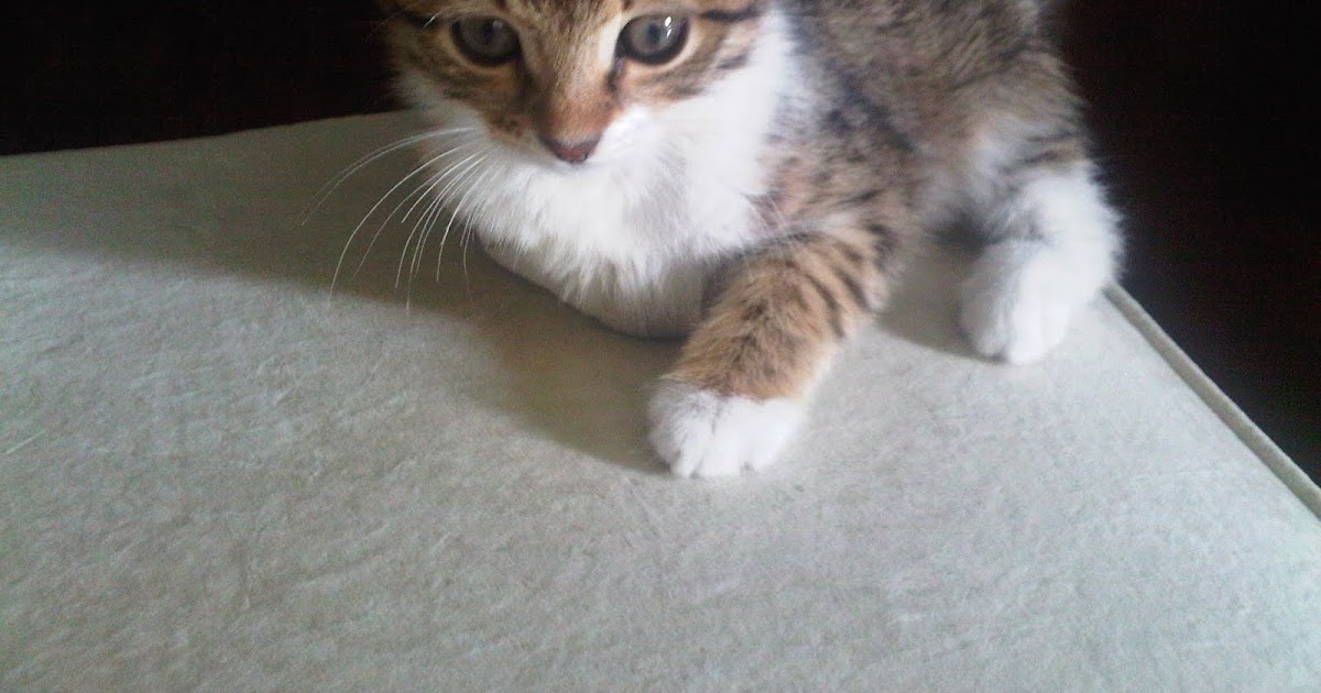 jim mus Yavru kedi olayı çok zormuş&hellip;