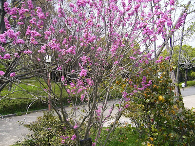 花博記念公園鶴見緑地ウォーキング