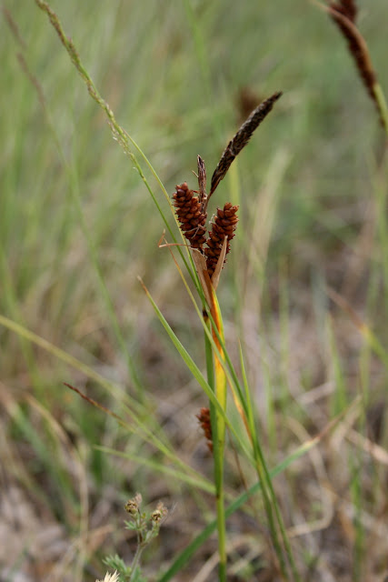Carex cf. flacca