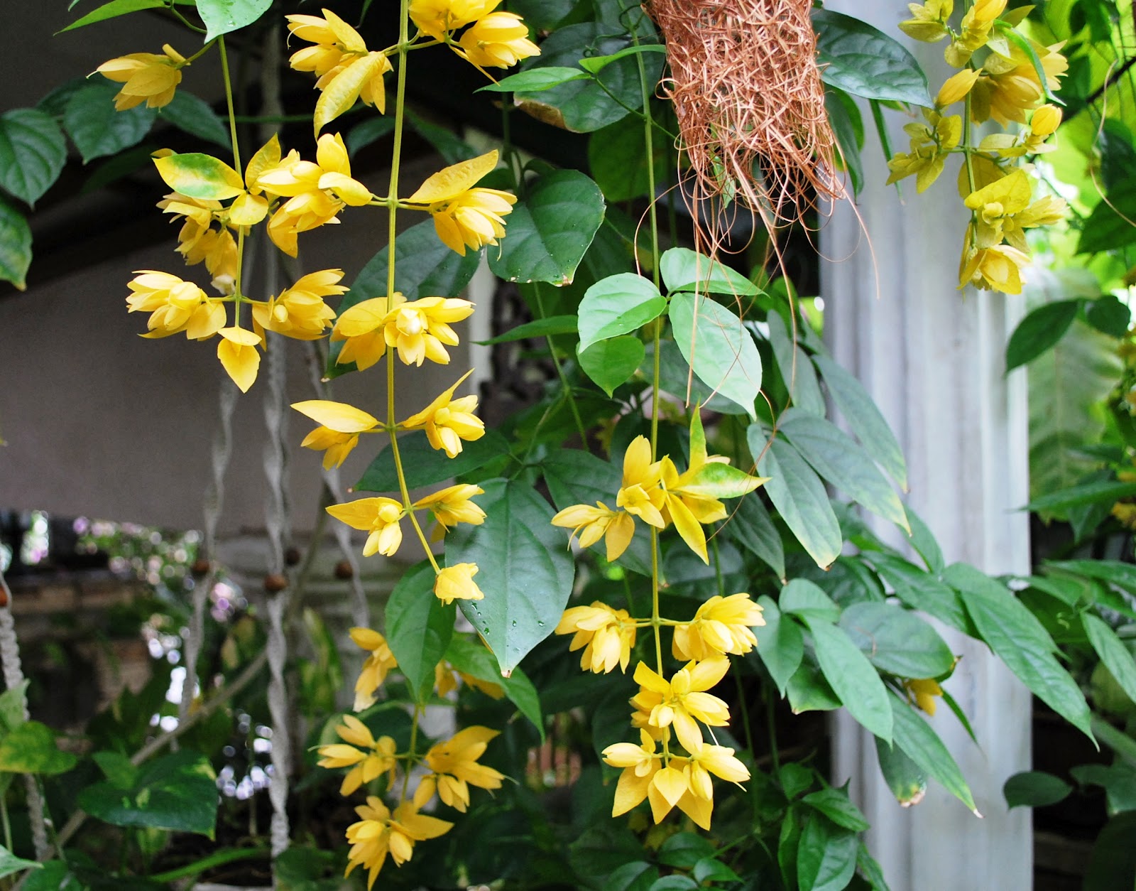 Living Aerie My Favorite Flowering Smaller Shrubs