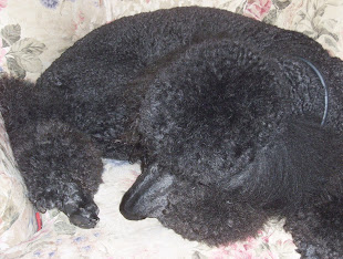 Evan curled up on his favorite chair