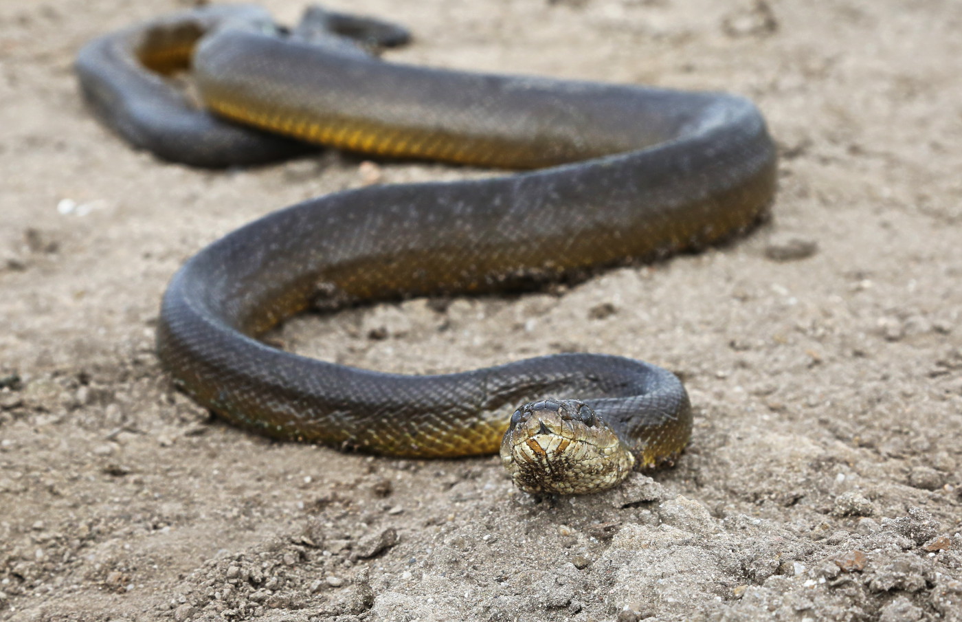 tyto tony Up close with striking Water Python