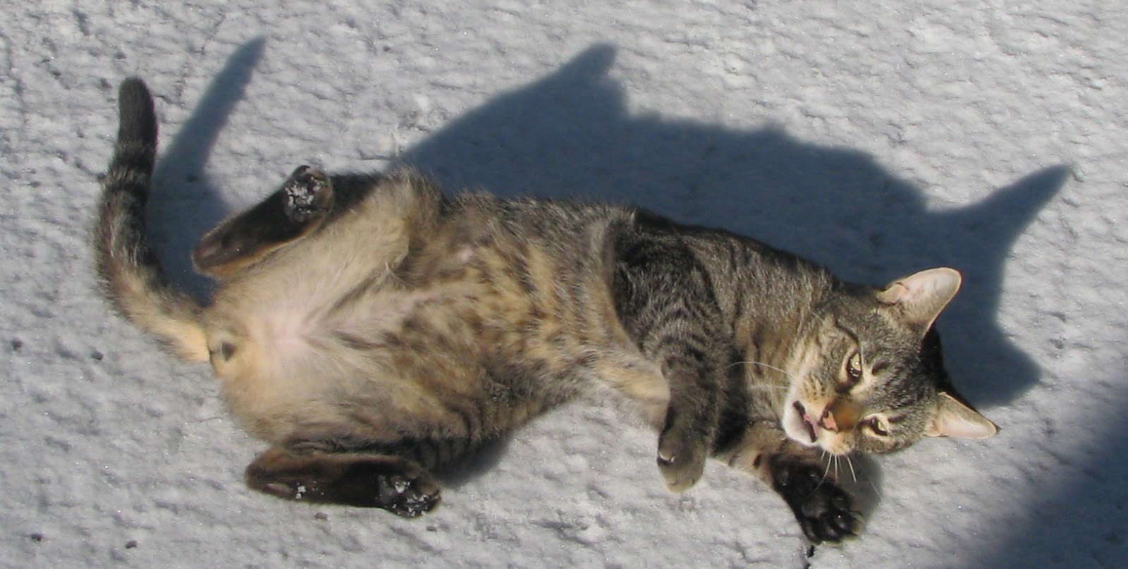 The Smart Cat The Snow Angel