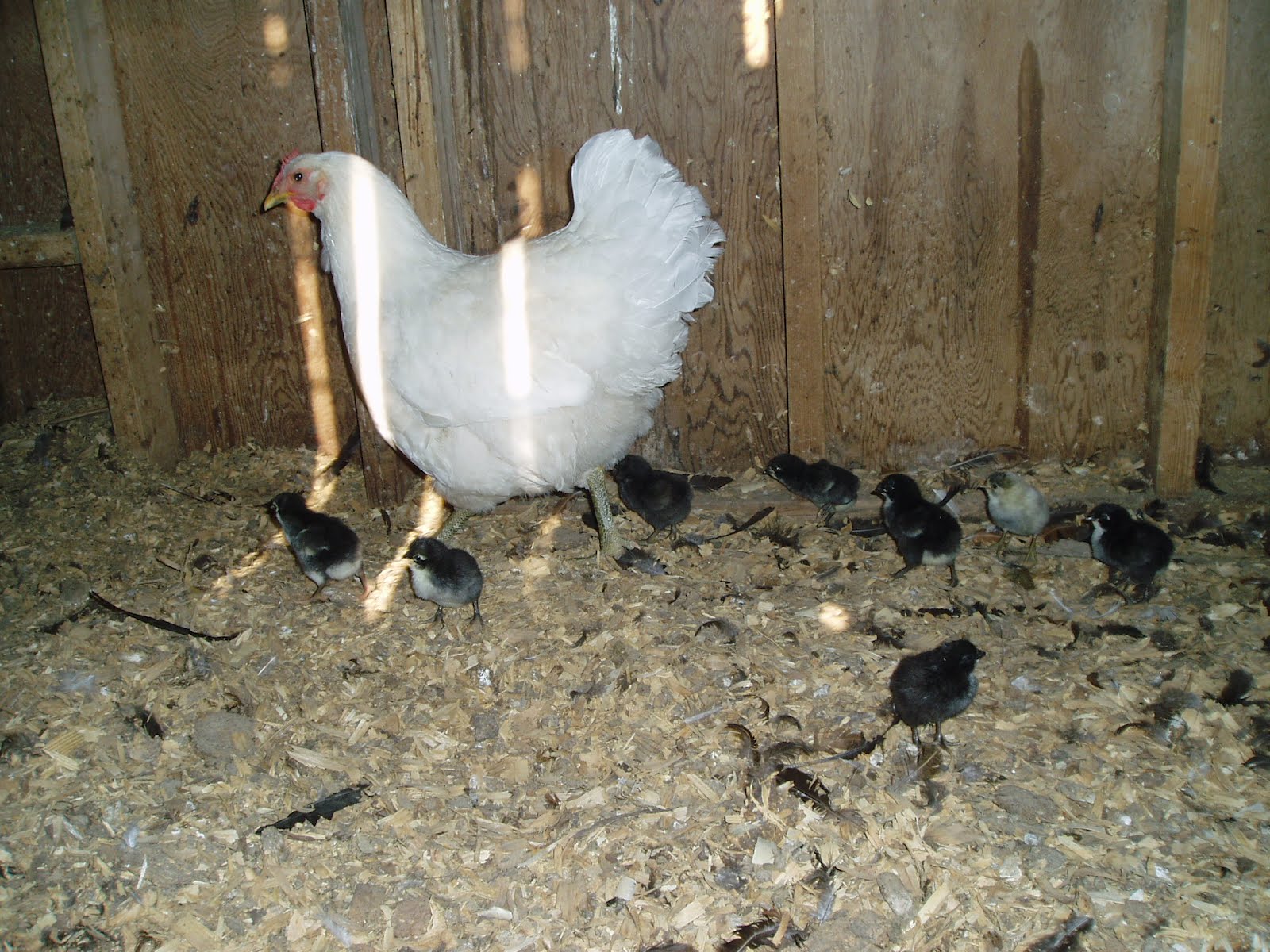 Extremely broody Java Hen and her Chicks