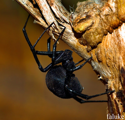 Fauna venenosa en España Latrodectus+tredecimgusttatus