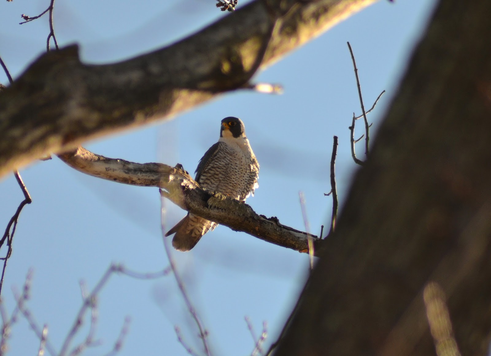 The Kentucky Nature Blog Dakota the Falcon