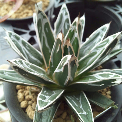 Rouka Succulents Note 気になるアガベ