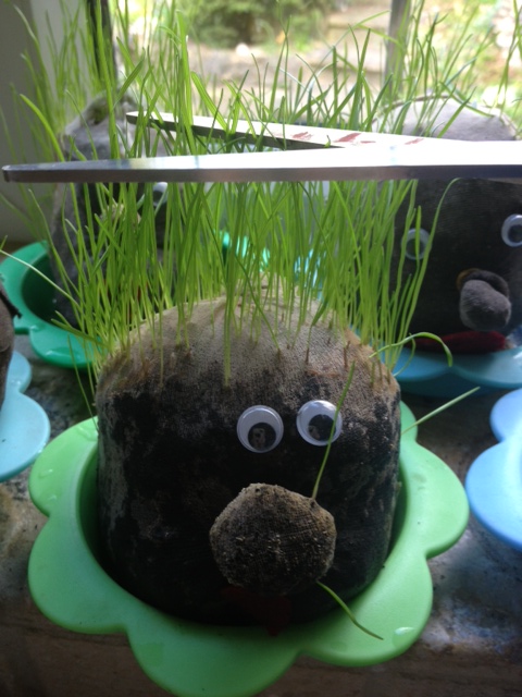 Kids Craft : Grass Head Family Need A Haircut! - Lunchbox World