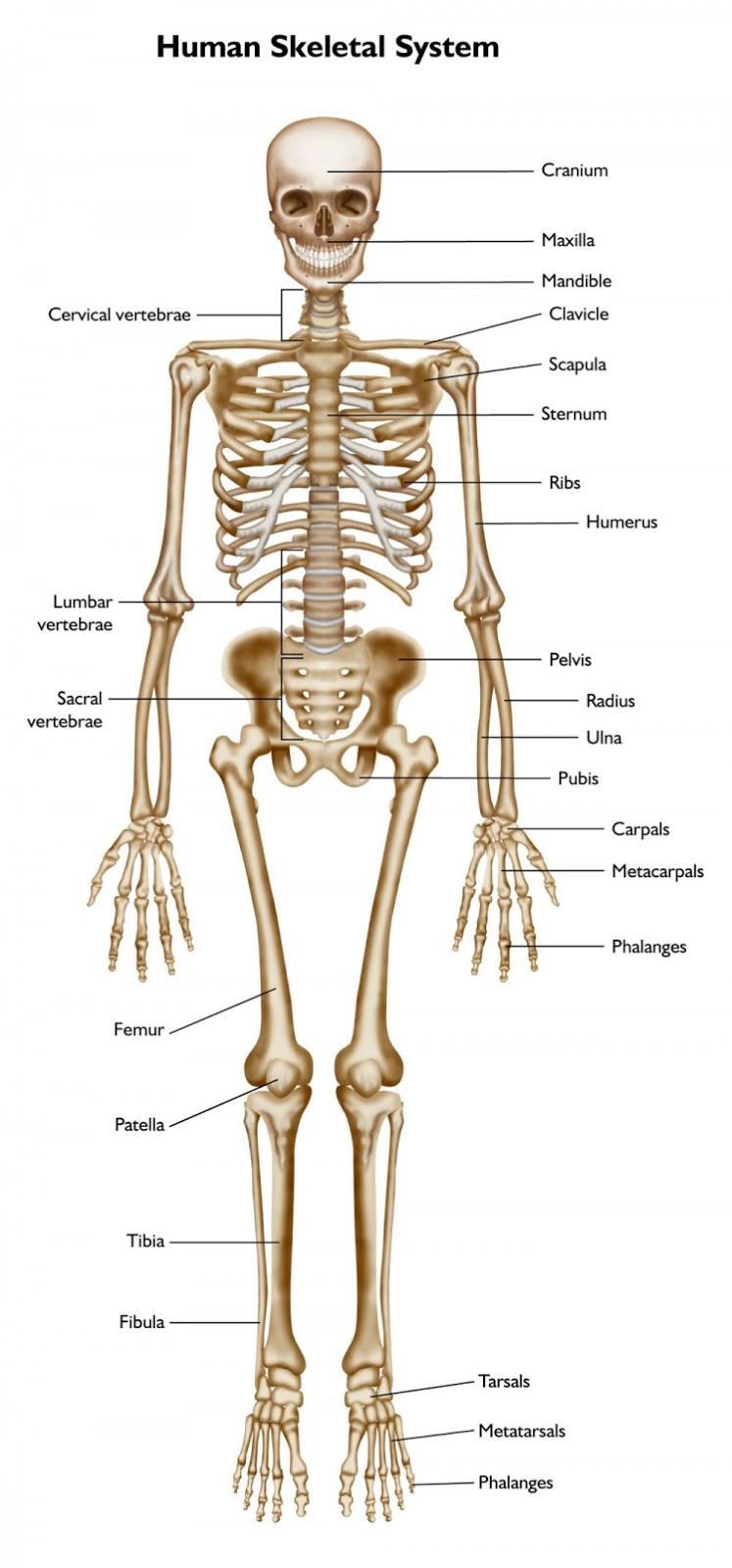 Learning Adventures in the Big Third Grade: Bones In Our Leg