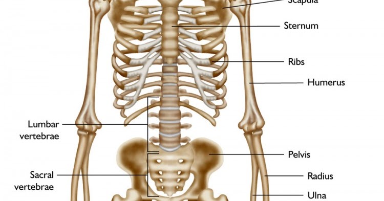 Learning Adventures in the Big Third Grade: Bones In Our Leg