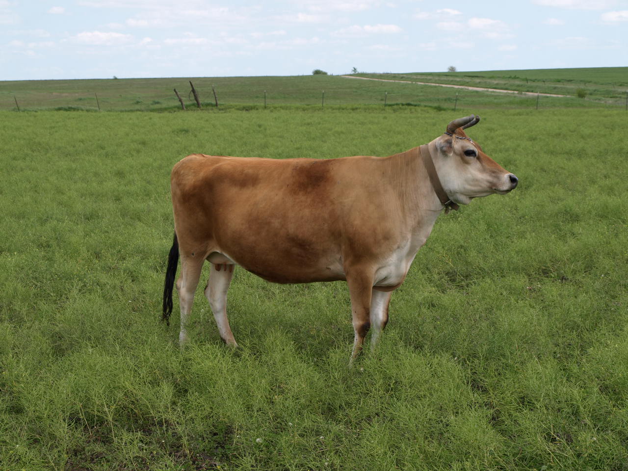 Go Poverty Flats Old Barns and Jersey Cows