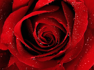 Rosas rojas - Imágenes -rosa roja con gotas