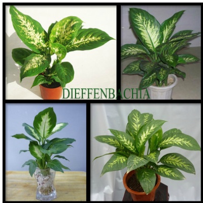 ✿DIEFFENBACHIA✿