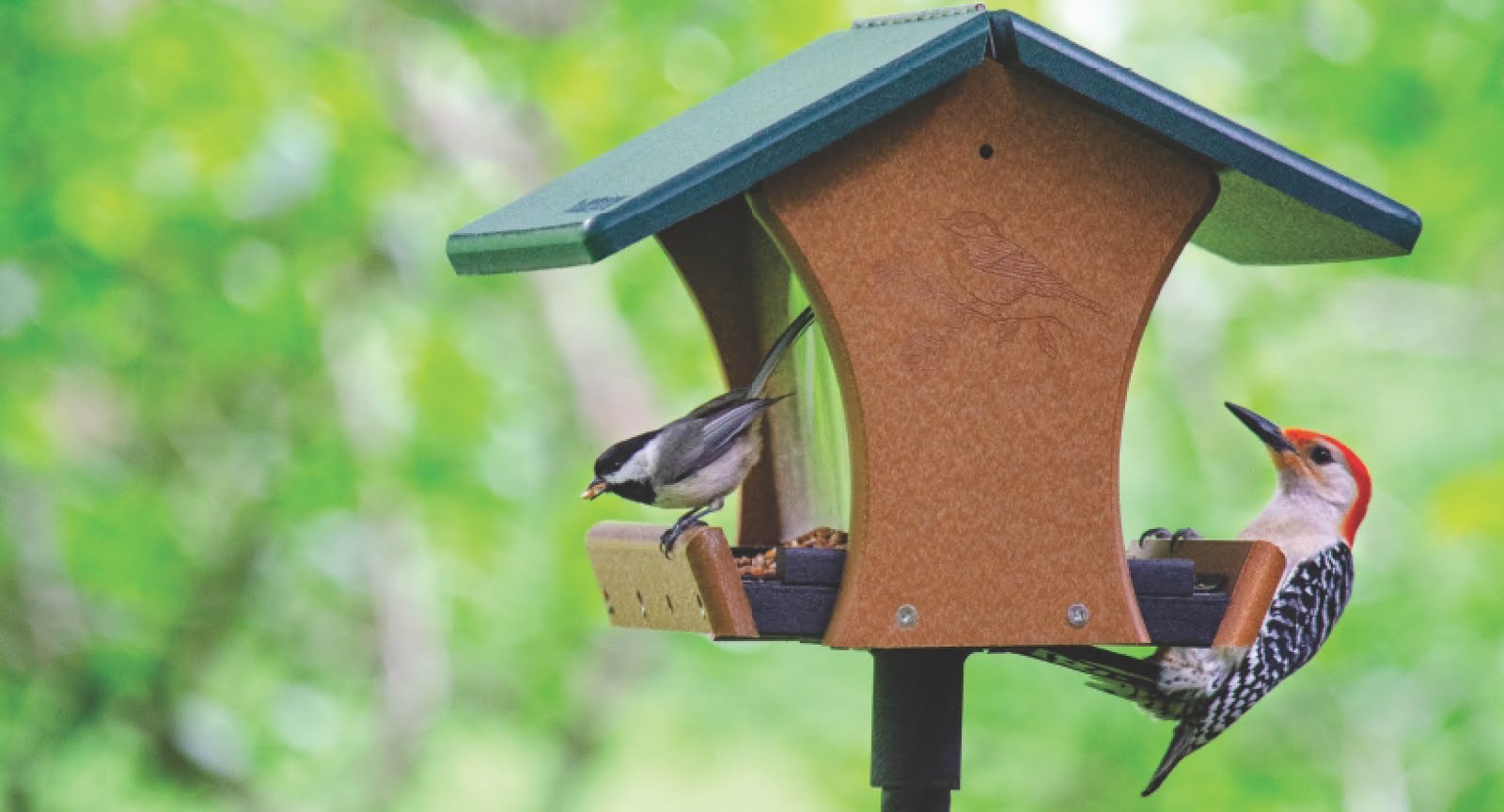 Bird Feeders