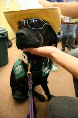 black Lab GDB puppy in cowboy hat and shades