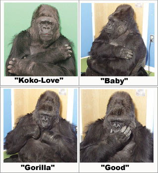 Did Koko The Gorilla Die 2012