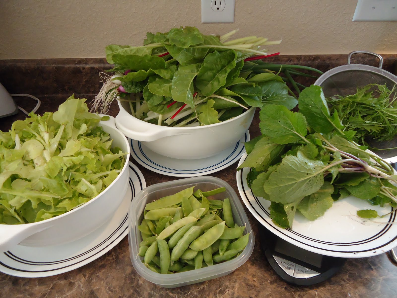 Thyme To Garden Now 6/13 Harvest Greens and Peas