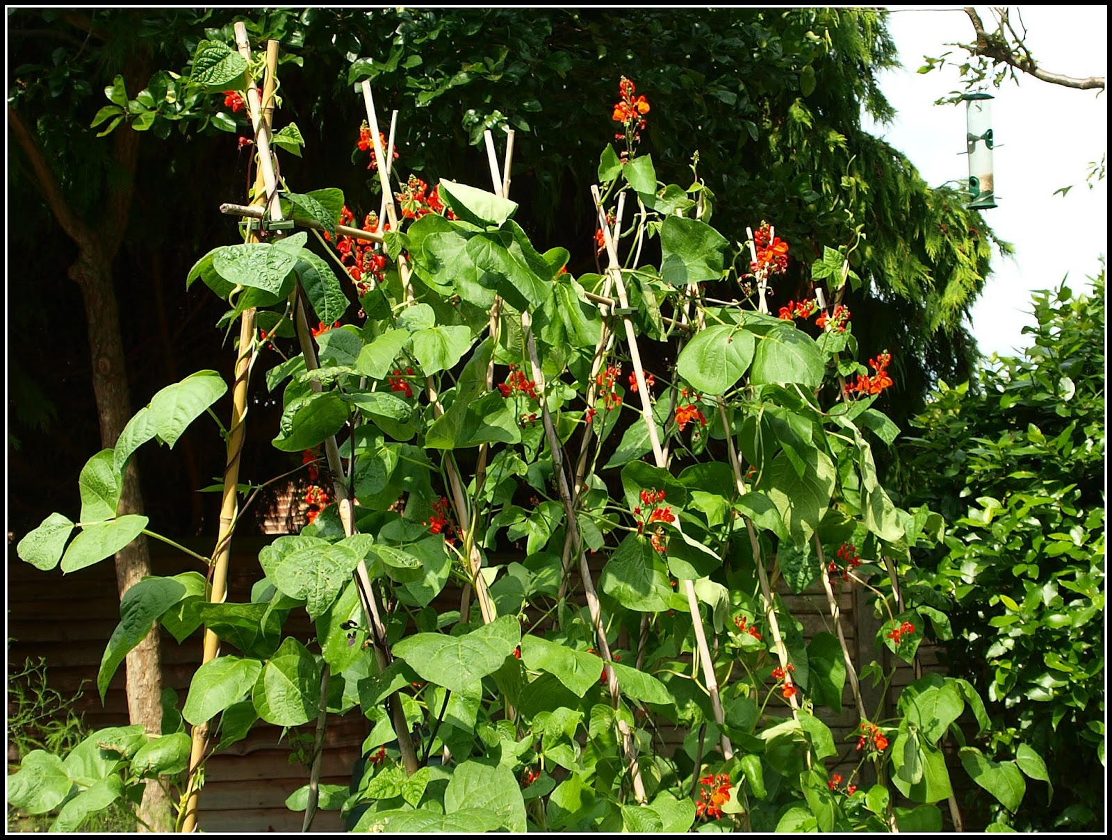Mark's Veg Plot Climbing Beans are climbing